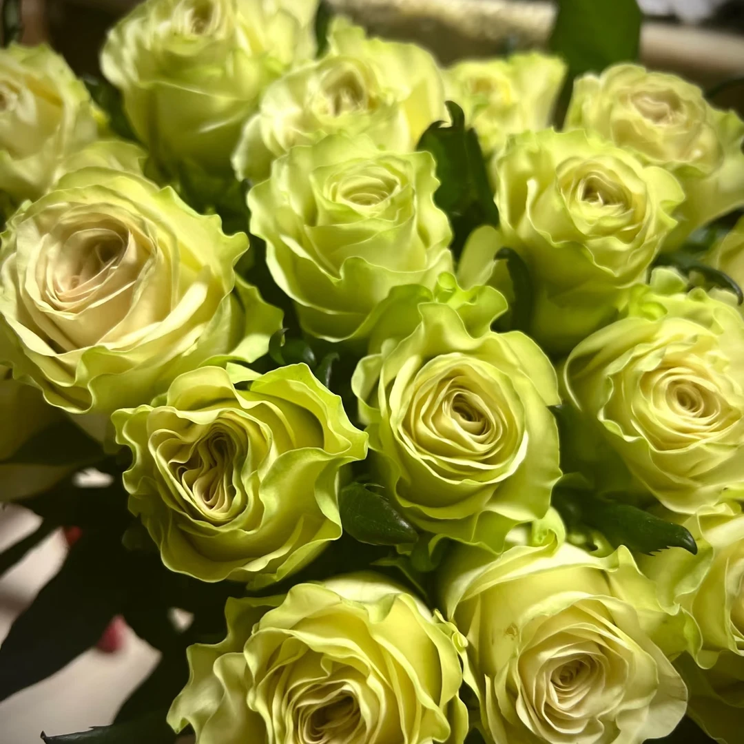 【琉璃翠】云南先维护家用鲜花全场鲜花任意满两单升顺丰3单送配草