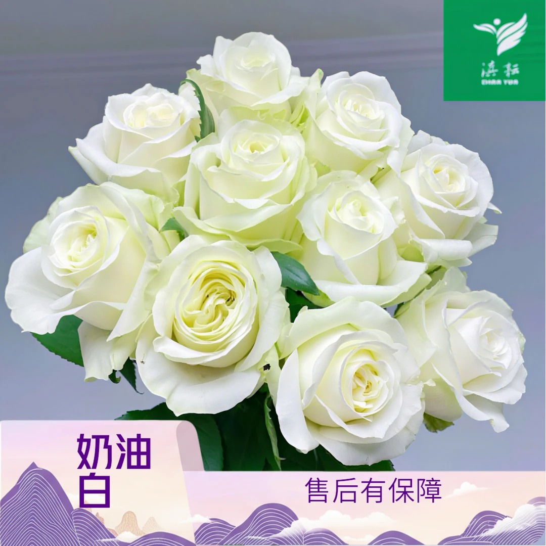 滇耘基地【白雪山玫瑰】云南高品质新鲜采摘 基地顺丰冷链包邮