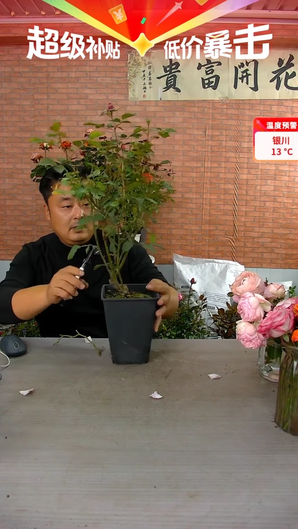 当前无花朵，栽培后可花朵紫茸