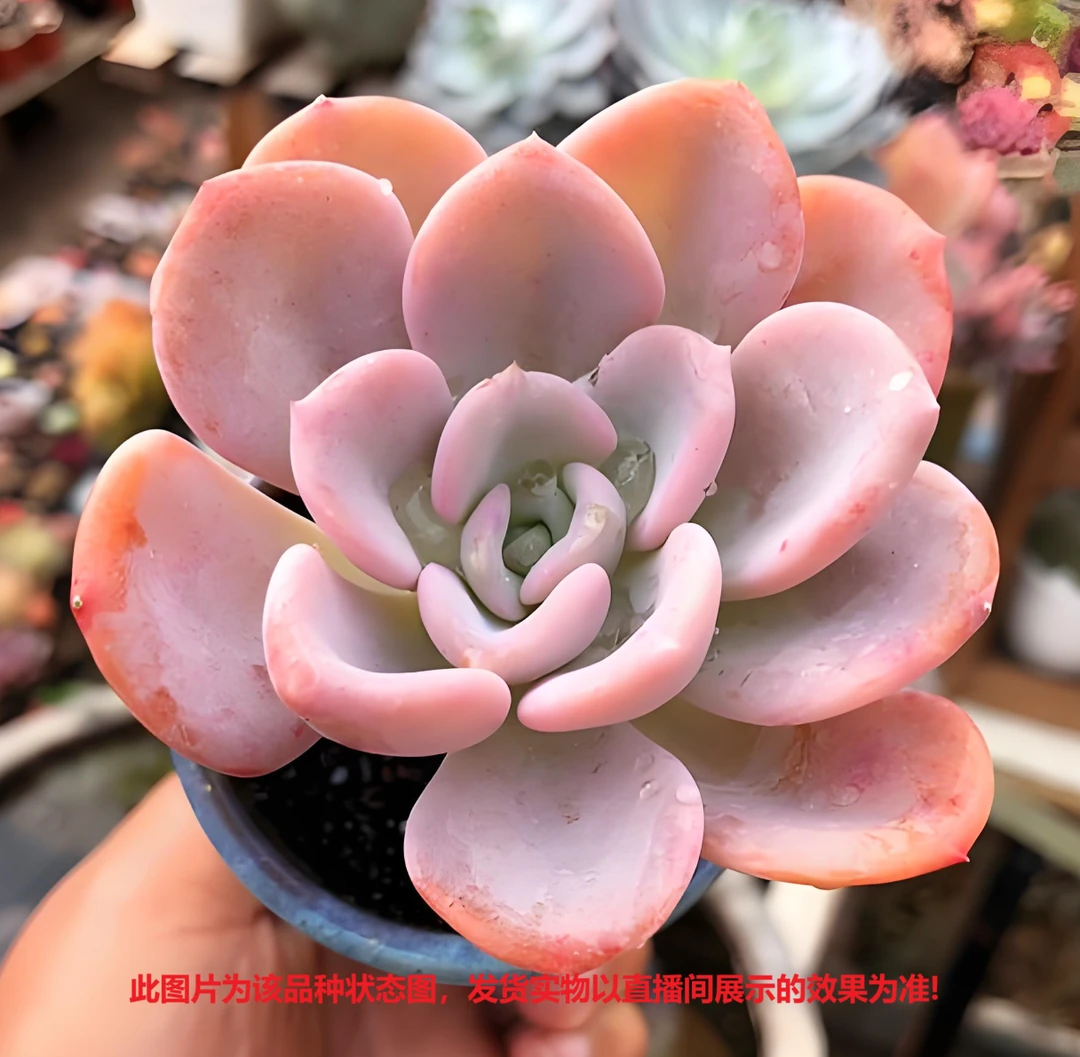 【美尻7~9CM】【带盆土发货】【满12元包邮】 办公室阳台多肉绿植量拍