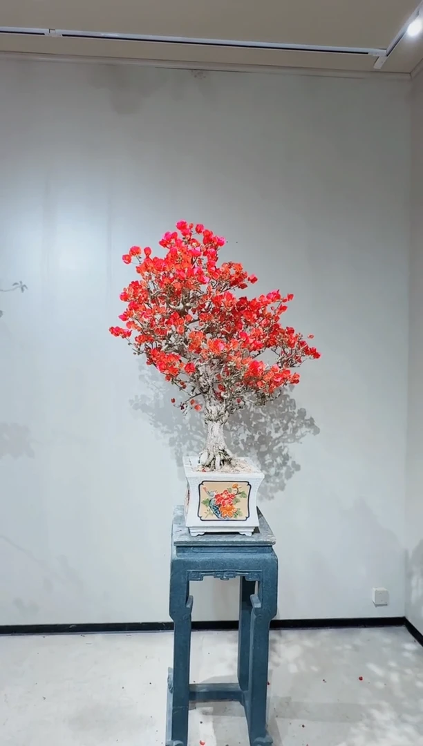 巴特夫人三角梅三角梅三角梅