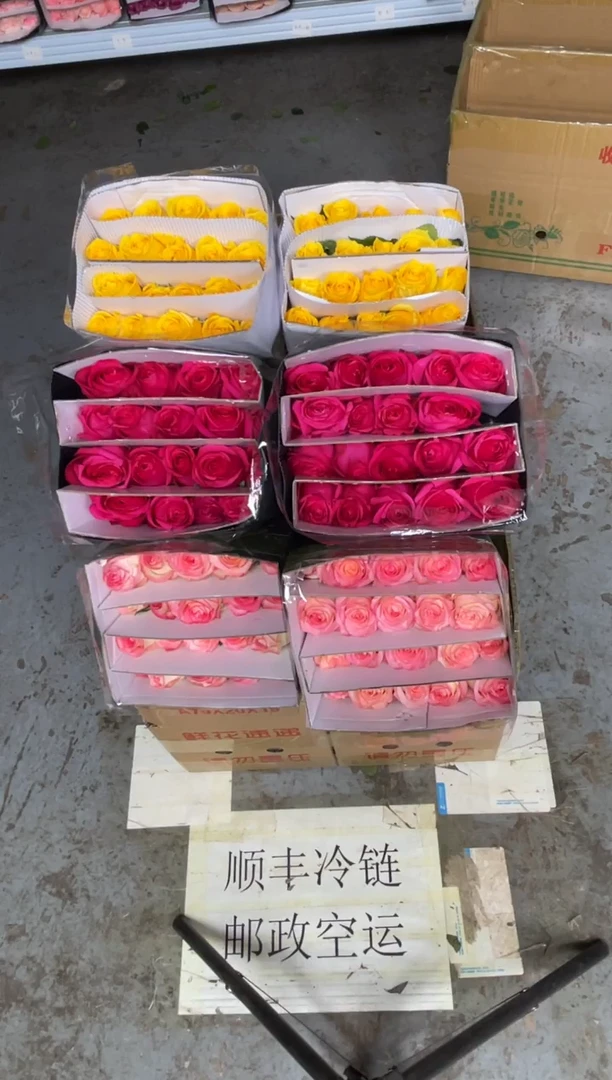 佛洛依德20枝+艾沙20枝+金枝20枝