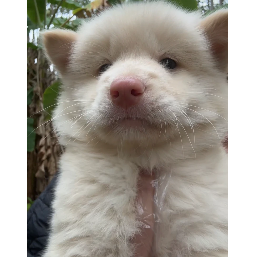 广西萌宠家活体狗狗全款成交链接 仅支持平台交易