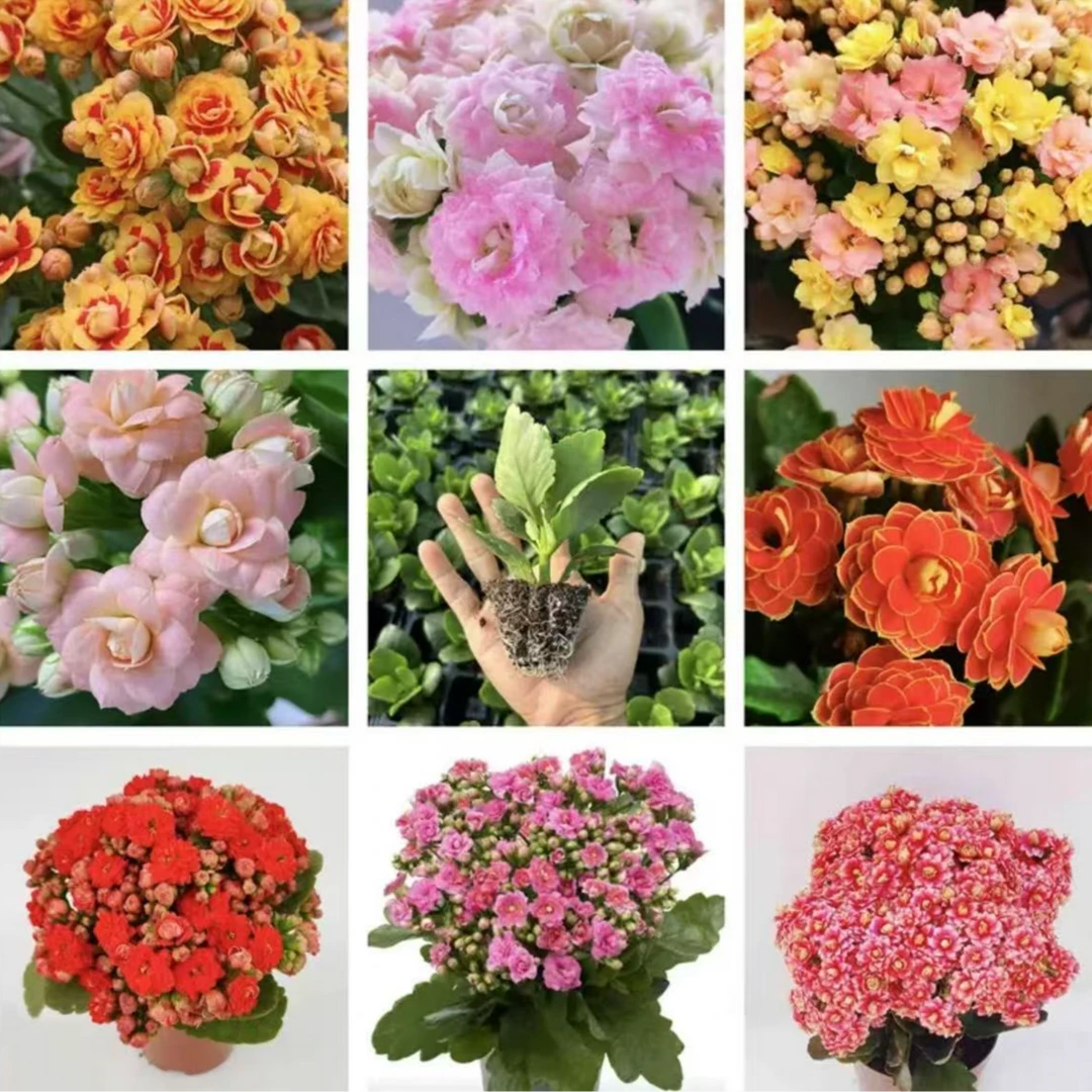 [精品花卉满4棵包邮]长寿花穴盘苗四季开花重瓣花卉南方北方好养