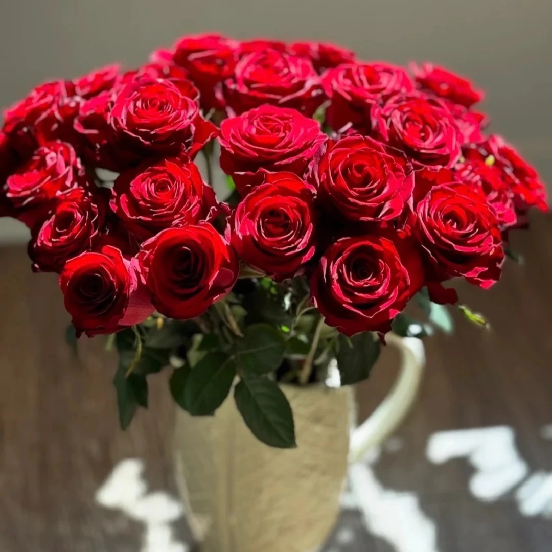 【玫瑰】高原红·家庭装饰玫瑰颜值高花期长  顺丰直达