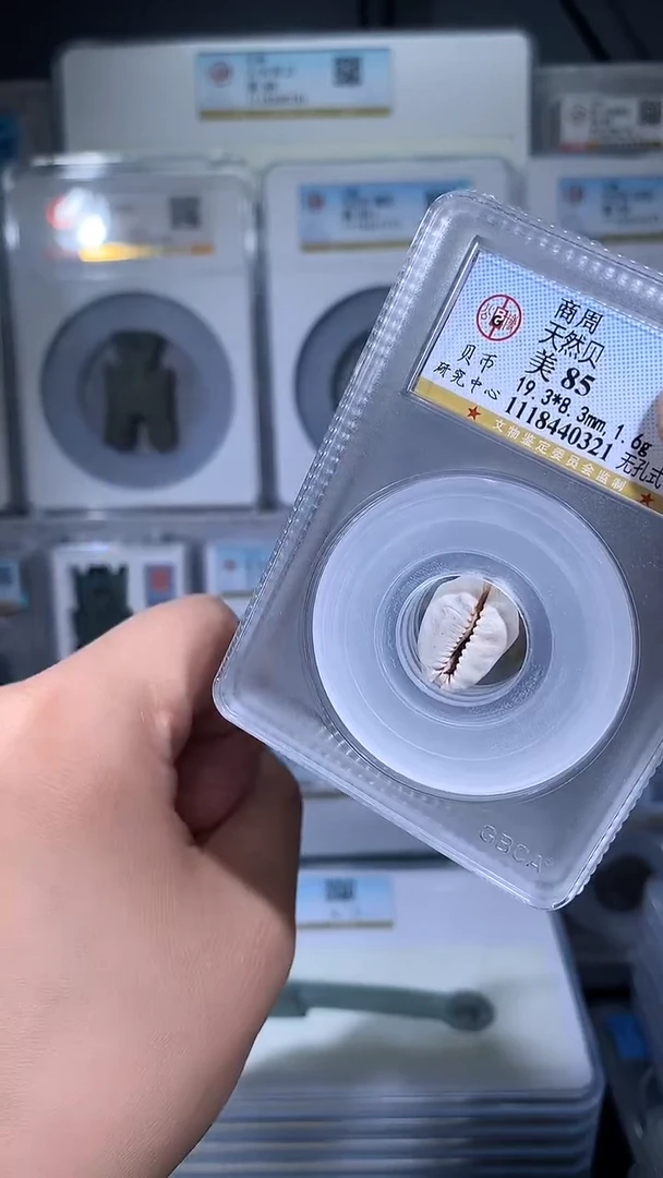 【闪购商品】铜御泉收藏天然bei一枚