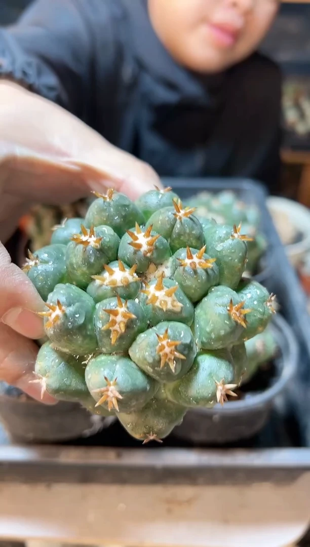 【闪购商品】自根短豪刺獠牙7.3公分