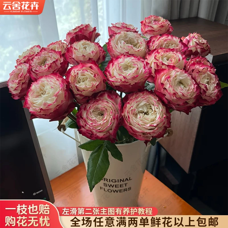 【云舍花卉】【苹果杰克】单头玫瑰全场鲜花任意满两单及以上包邮发货
