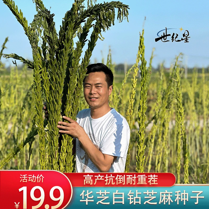 世纪星华芝白钻芝麻种子高产芝麻种子抗病芝麻芝麻种子新升级增产