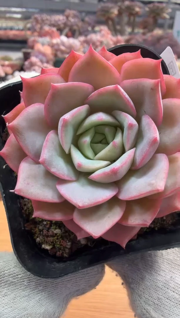 东云多肉园三店-82