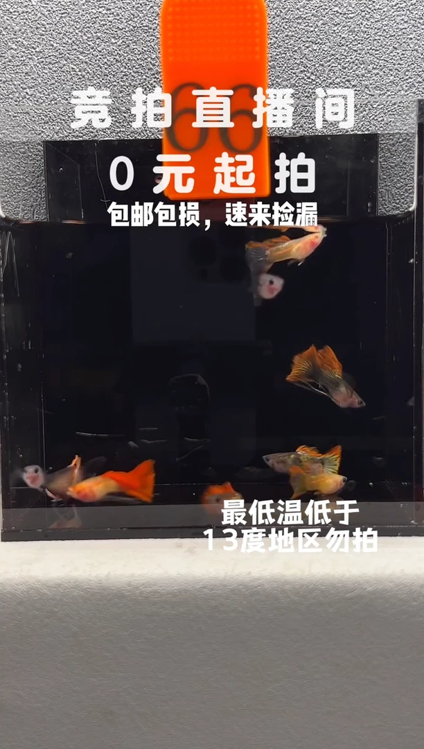 孔雀鱼玻璃猫混搭公鱼一组9条编号66