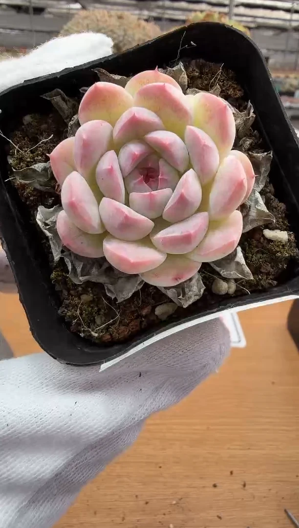 东云多肉园二店-143