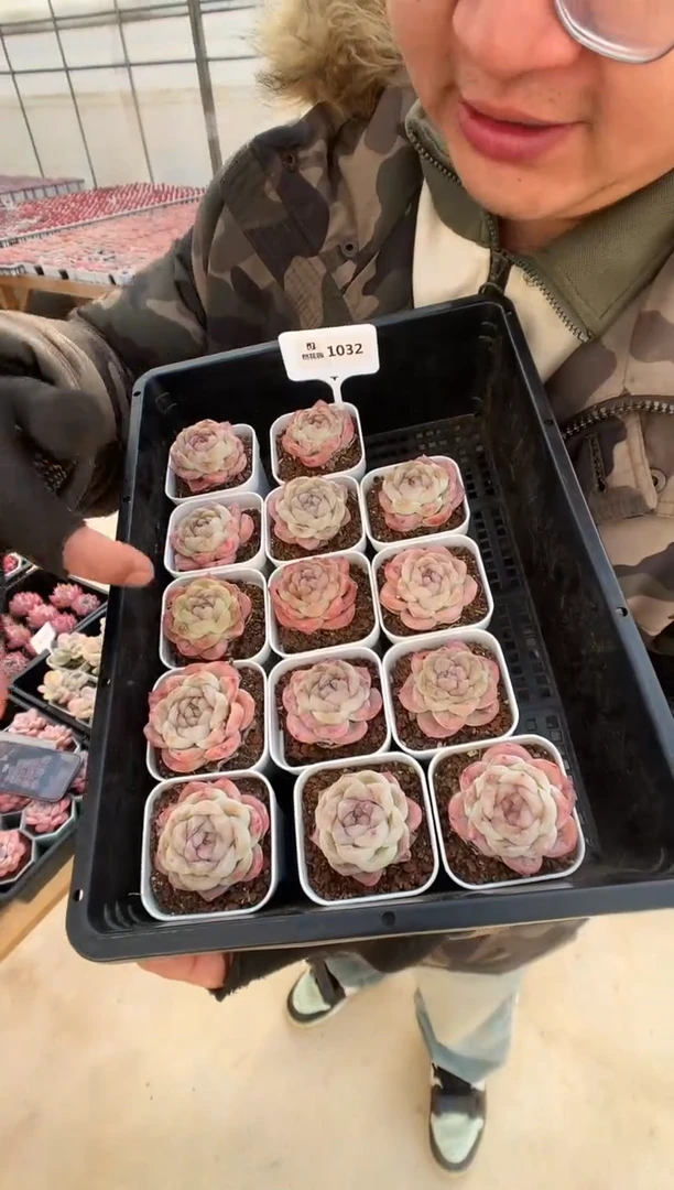 【闪购商品】1032胖虎一棵量拍