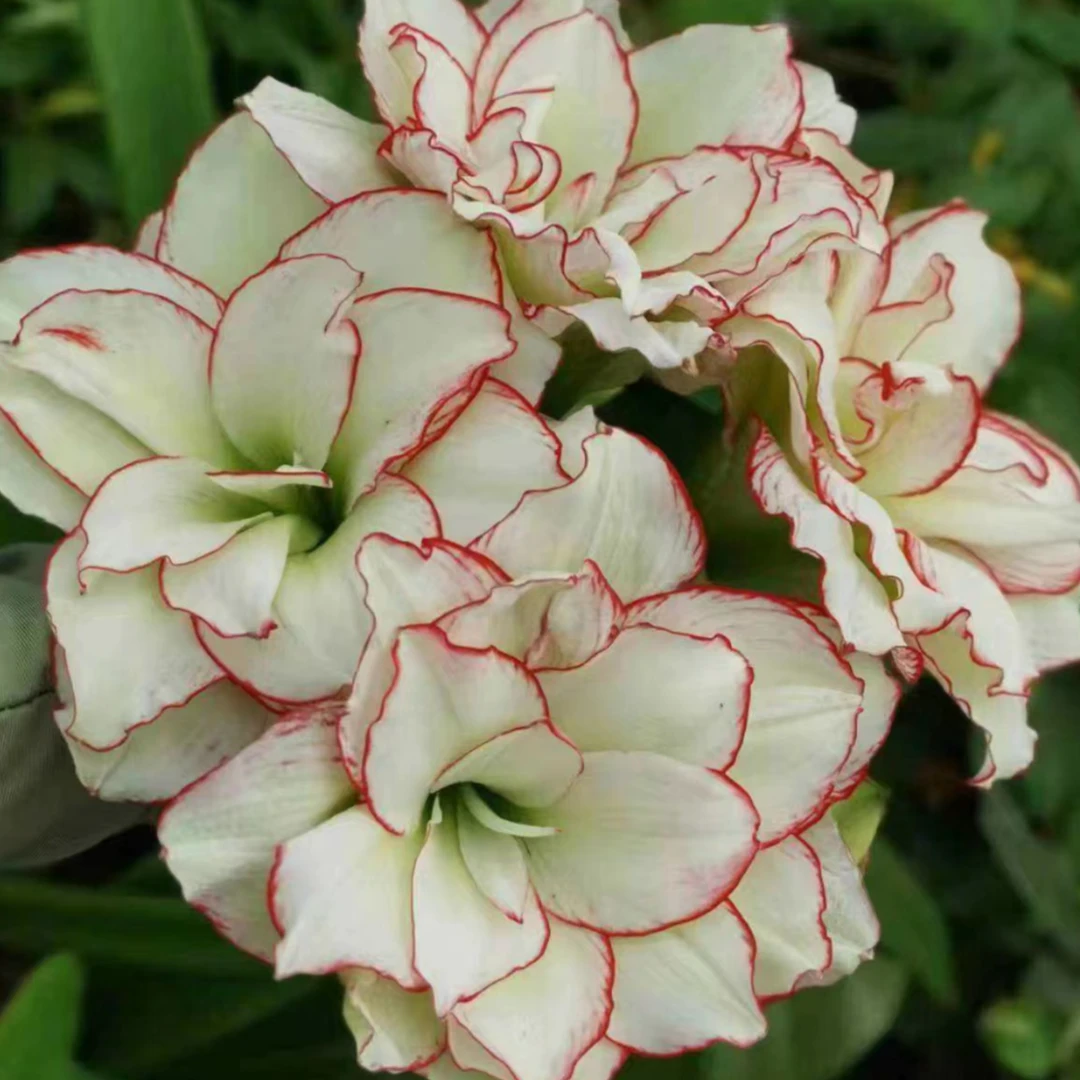 朱顶红种球【皮皮】3厘米左右-自然球1粒，不带侧芽