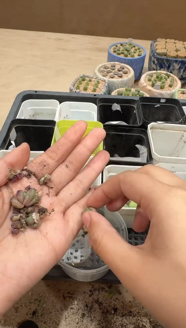 多肉植物肉锥16-81