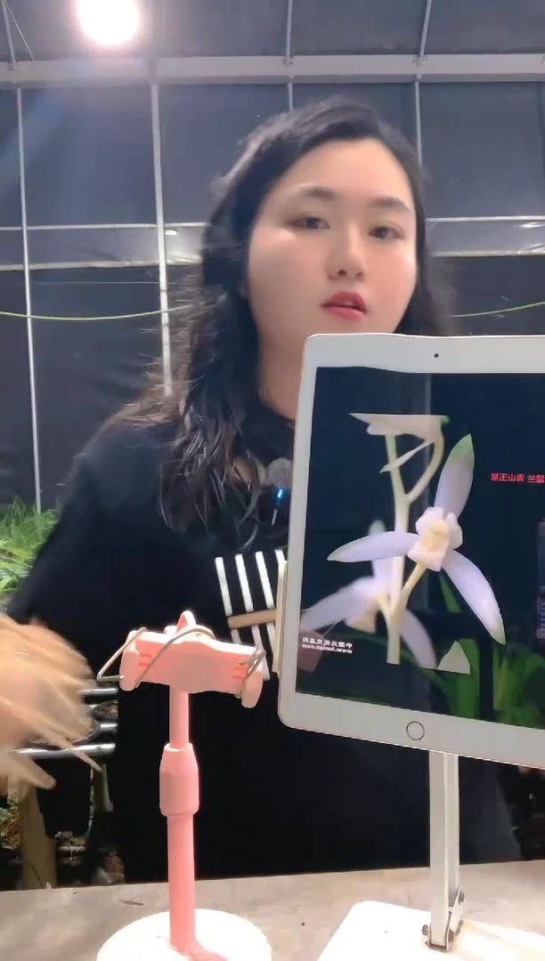 当前无花朵，栽培后可花朵平****我青山玉泉