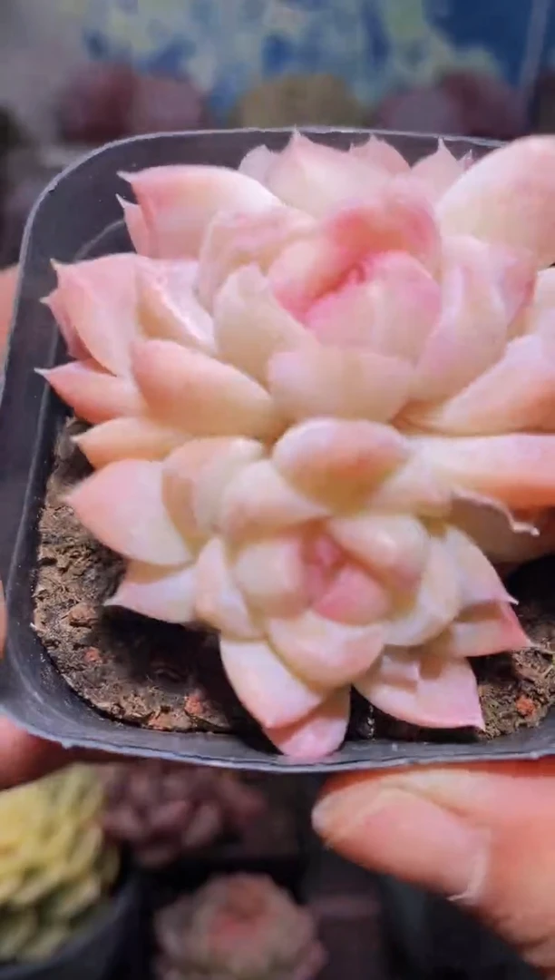 【闪购商品】093蜡像