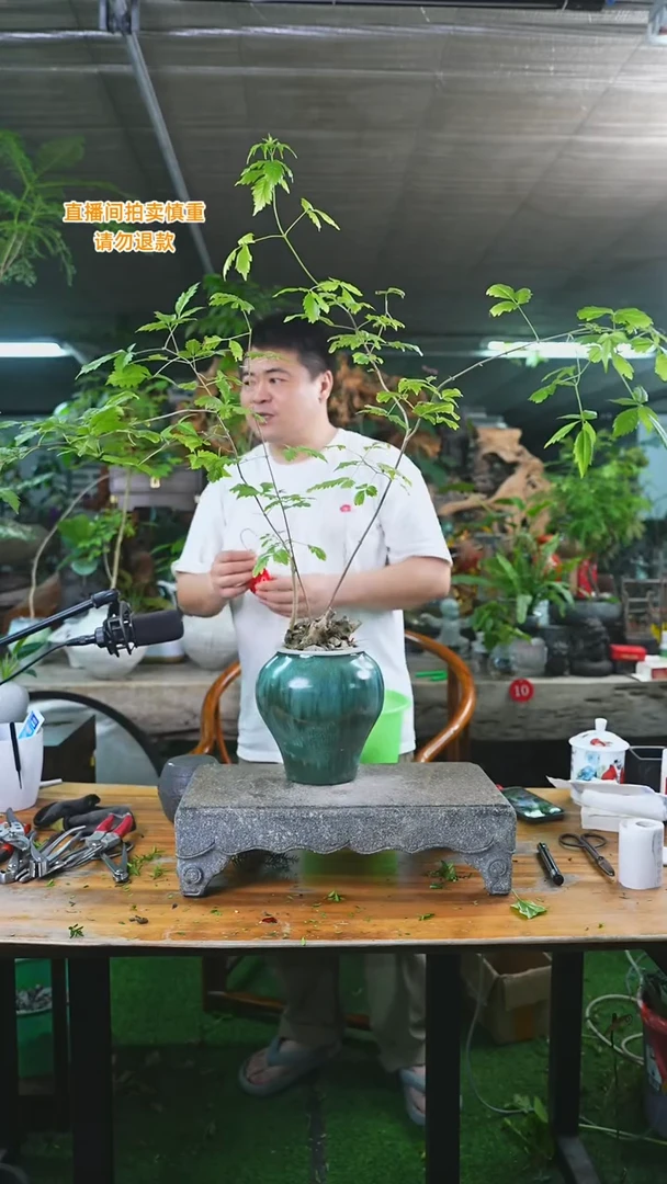 当前无花栽培后可以开花黄荆170+
