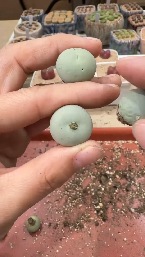 20-179多肉植物肉锥