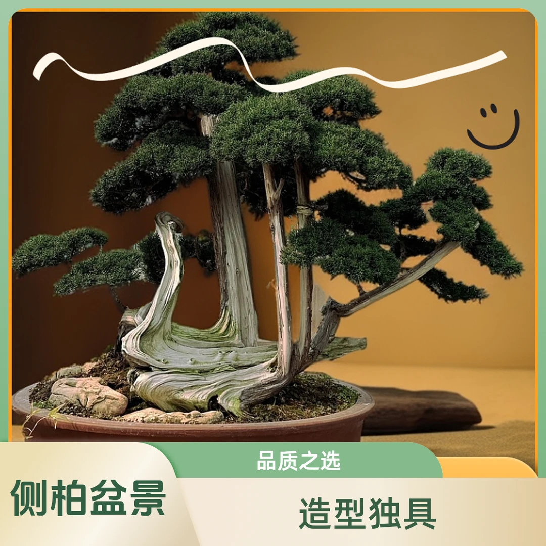 侧柏 济州真柏盆景 矮霸侧柏 造型侧柏