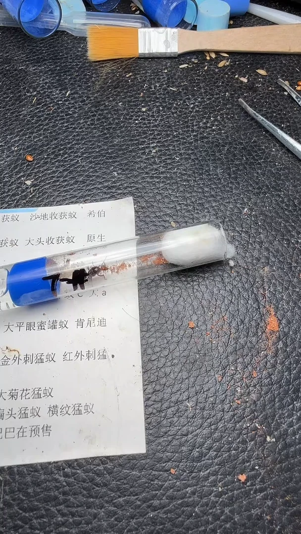 蚂蚁工坊7号大平眼