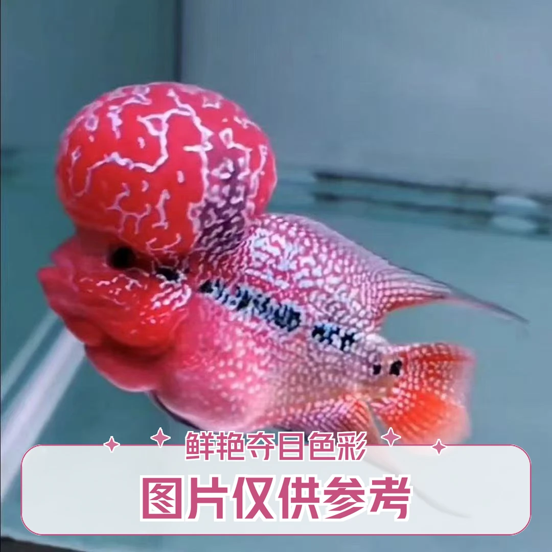 鸿运当头罗汉鱼活体热带观赏鱼好养耐活淡水鱼渔场一手货源1