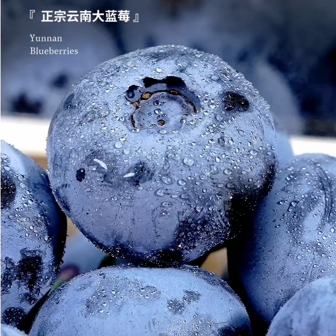 迷迭蓝云南带梗蓝莓18mm花香大果