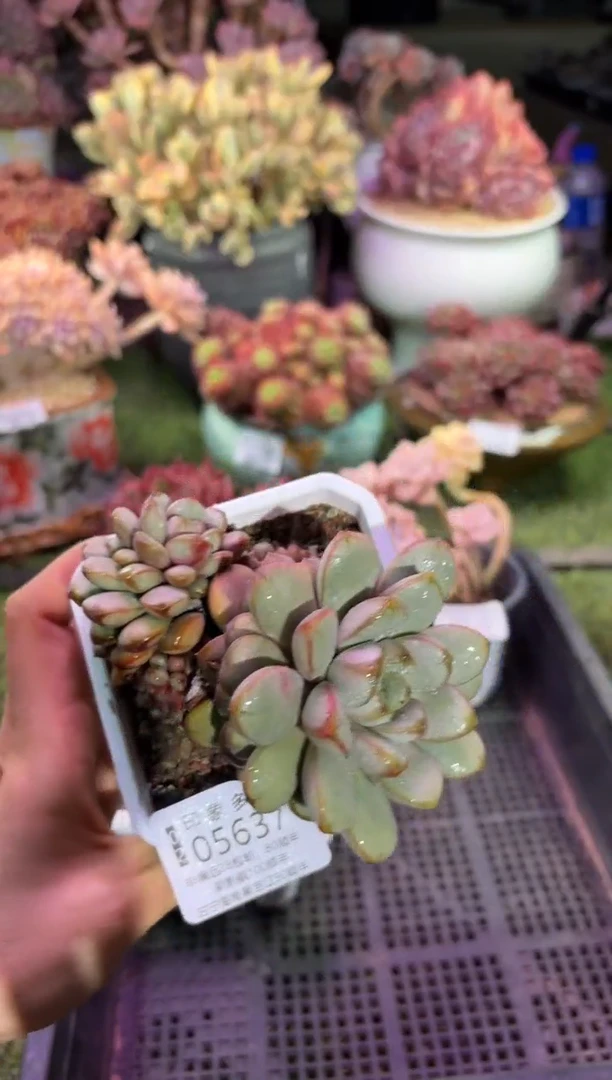 【闪购商品】05637