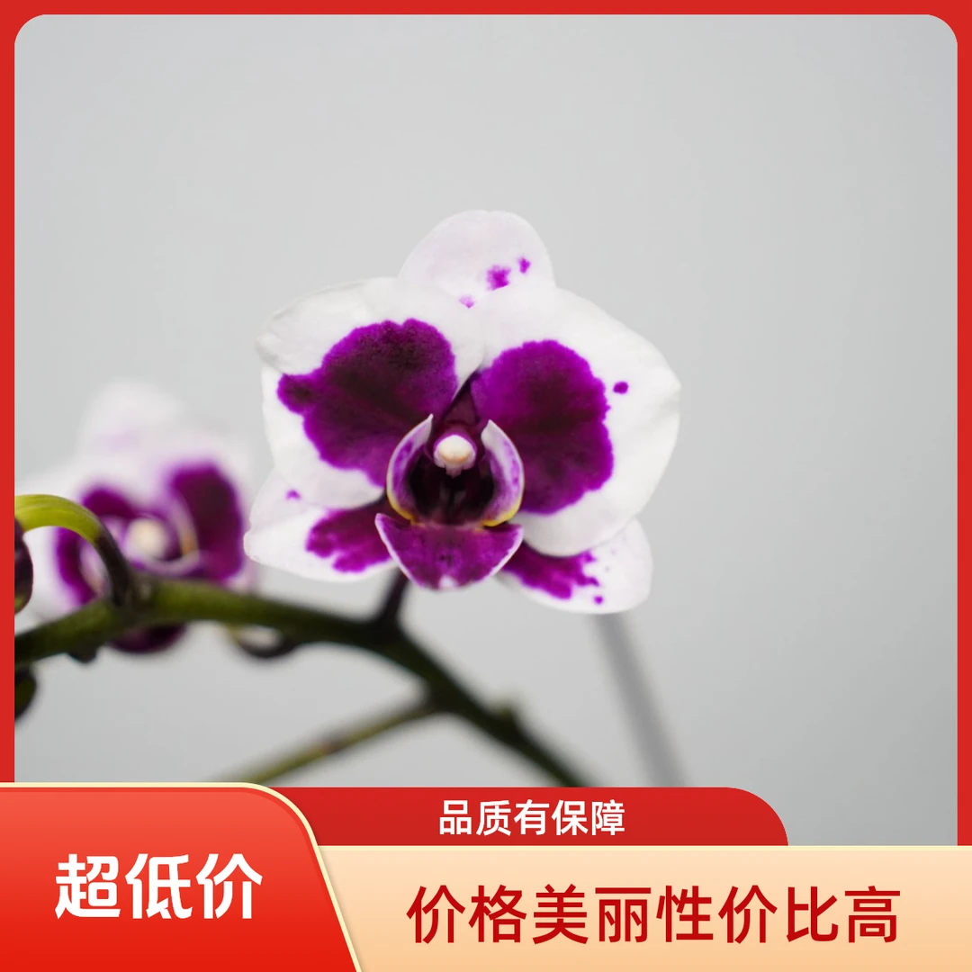 悠花里蝴蝶兰【小熊猫】（3.0寸）带花带花苞爆花机器开花珠发货