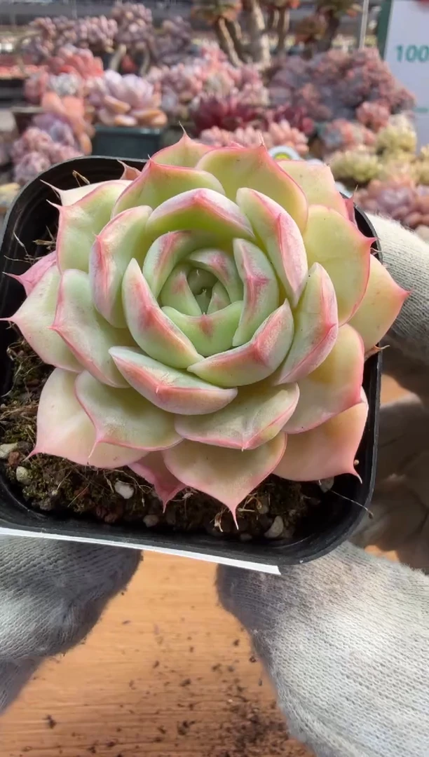 东云多肉园三店-70