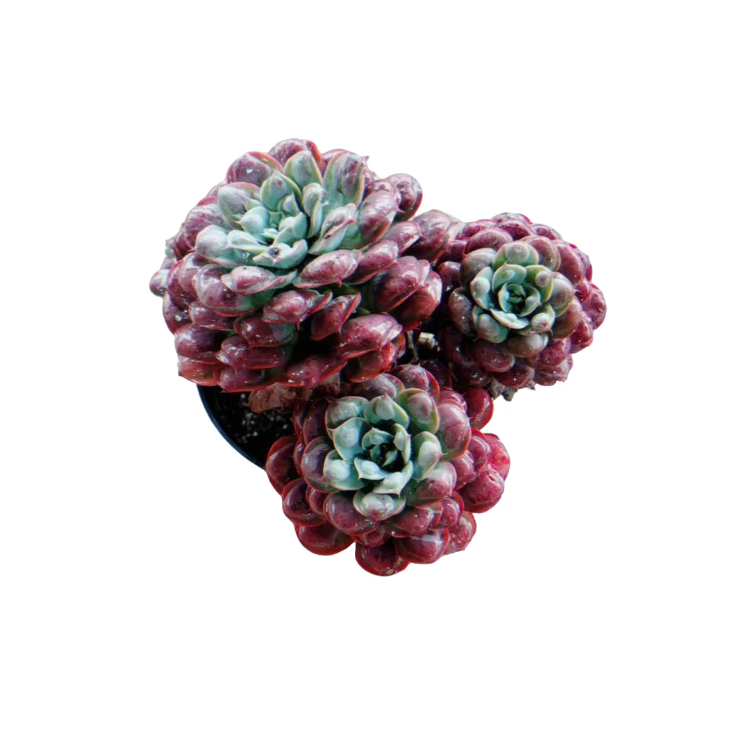 精品老桩多头雨滴多肉植物精选发货种植售后基地优选自产自销