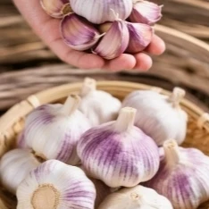 正宗大蒜高品质可吃可种农家自种新鲜干大蒜干蒜