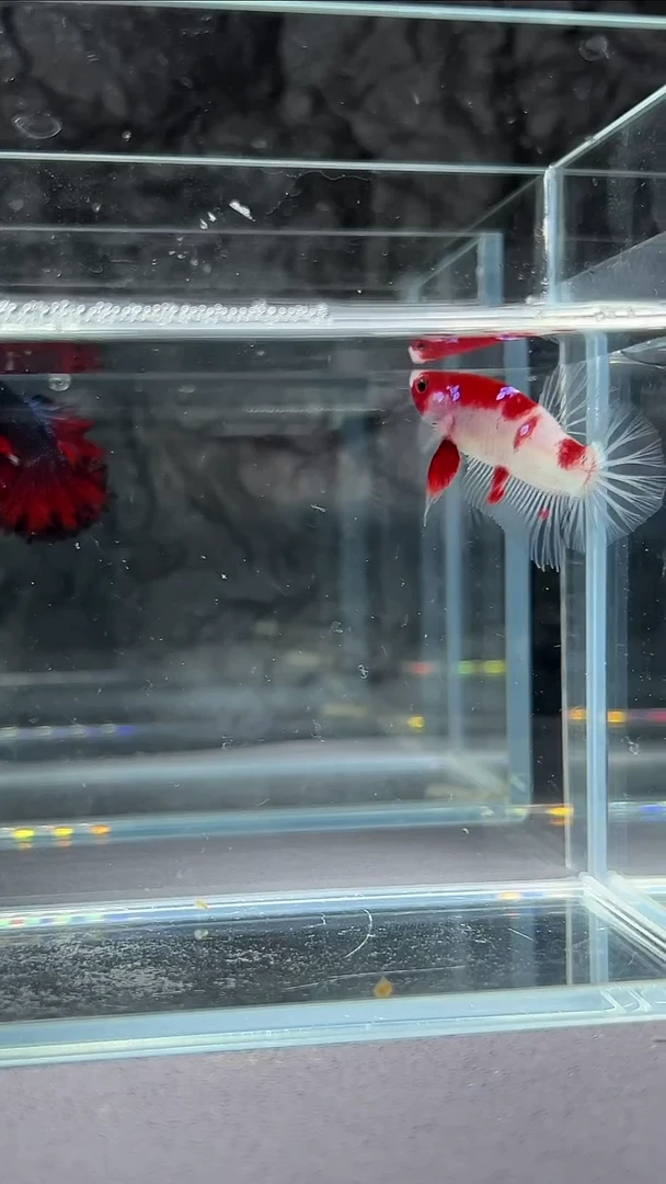 斗鱼竞拍链接A042