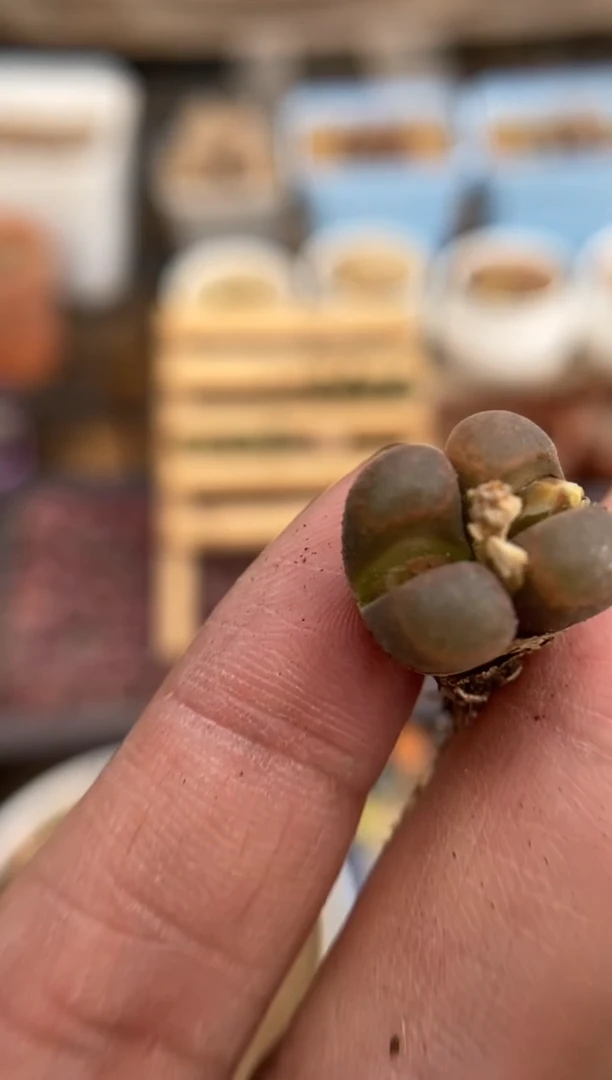 8546直播一物一拍