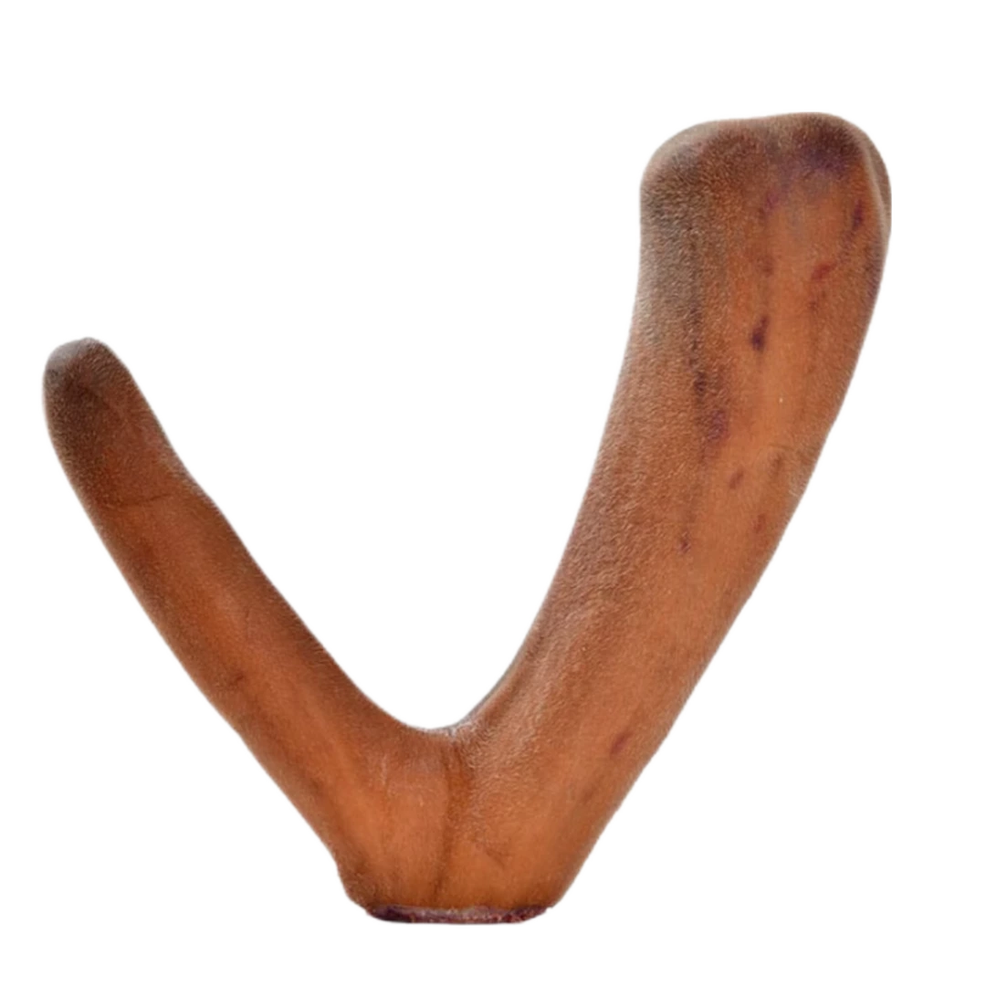 【鲜二杠捡漏】辽宁西丰梅花鹿鲜鹿茸