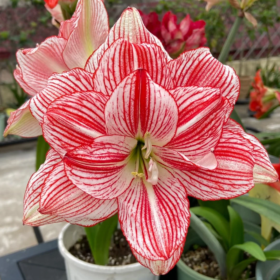 朱顶红日朱【十二单衣】绿叶裸根 剪叶发货