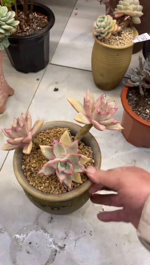 【闪购商品】132火烈鸟