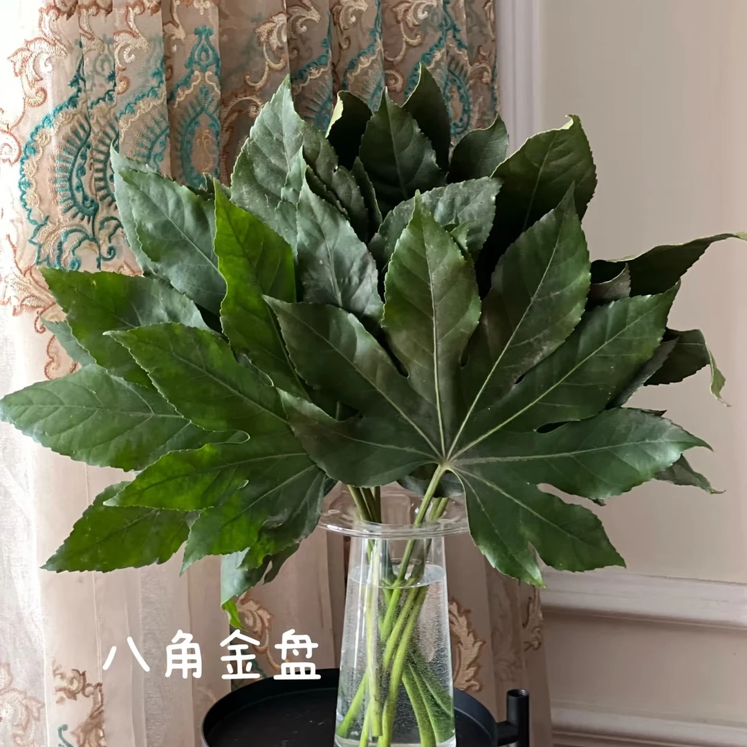鲜切花【八角金盘】小众叶材/云南顺丰直发/1扎10支