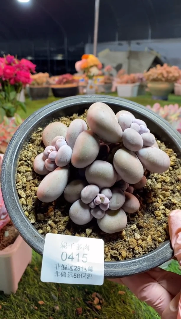 【闪购商品】0415a