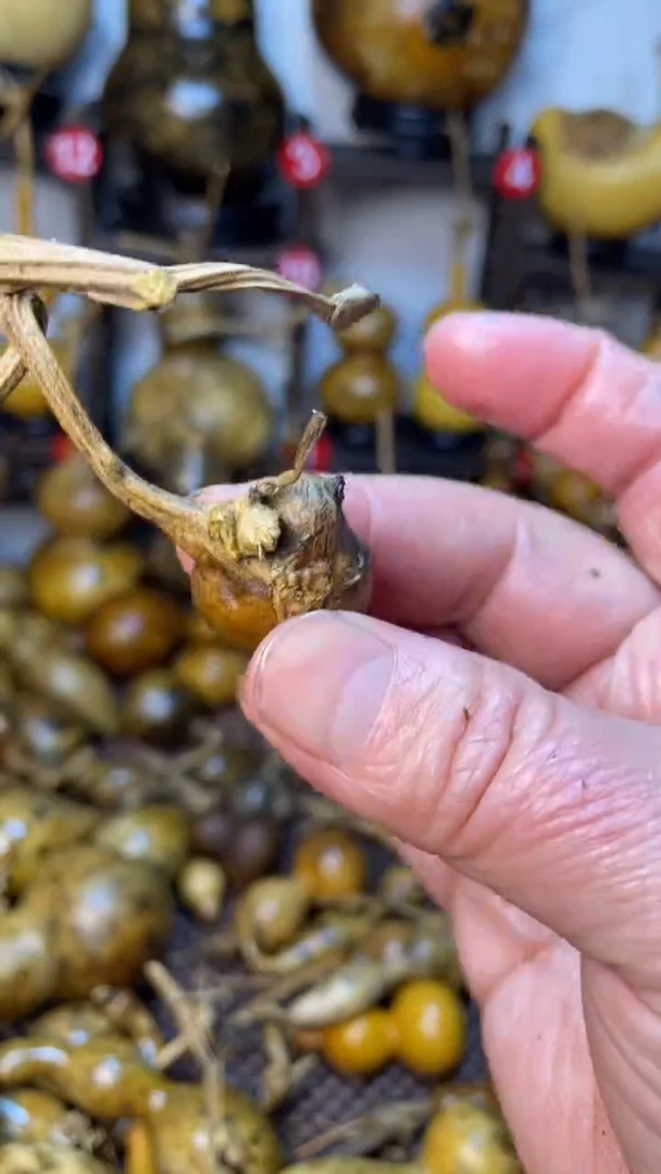 【闪购商品】葫芦葫芦葫芦葫芦葫芦