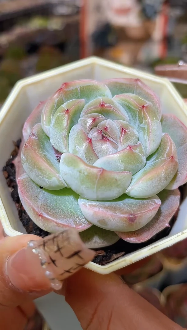 【闪购商品】206珍妮多肉