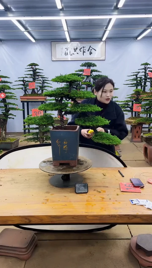 【闪购商品】高端盆景一物一拍，所见即所得