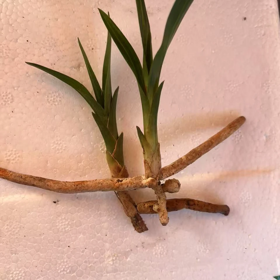 浓香绿兰大富贵室内好养兰花苗植物小盆栽