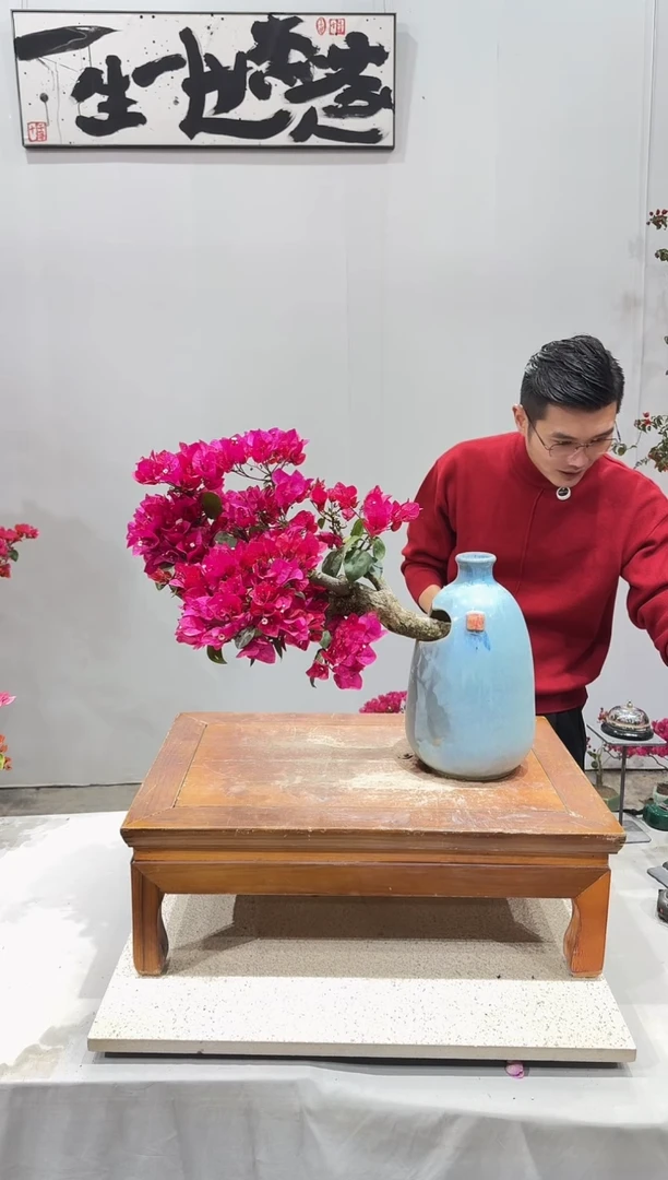 【闪购商品】三角梅三角梅