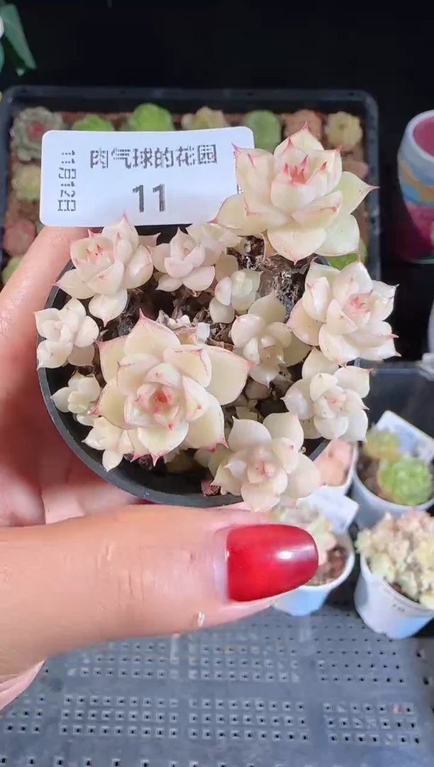 1112-11群生不包整