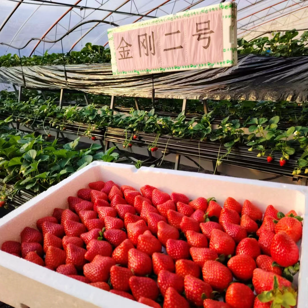 无农残金刚2号草莓 果香浓郁健康无农残水果