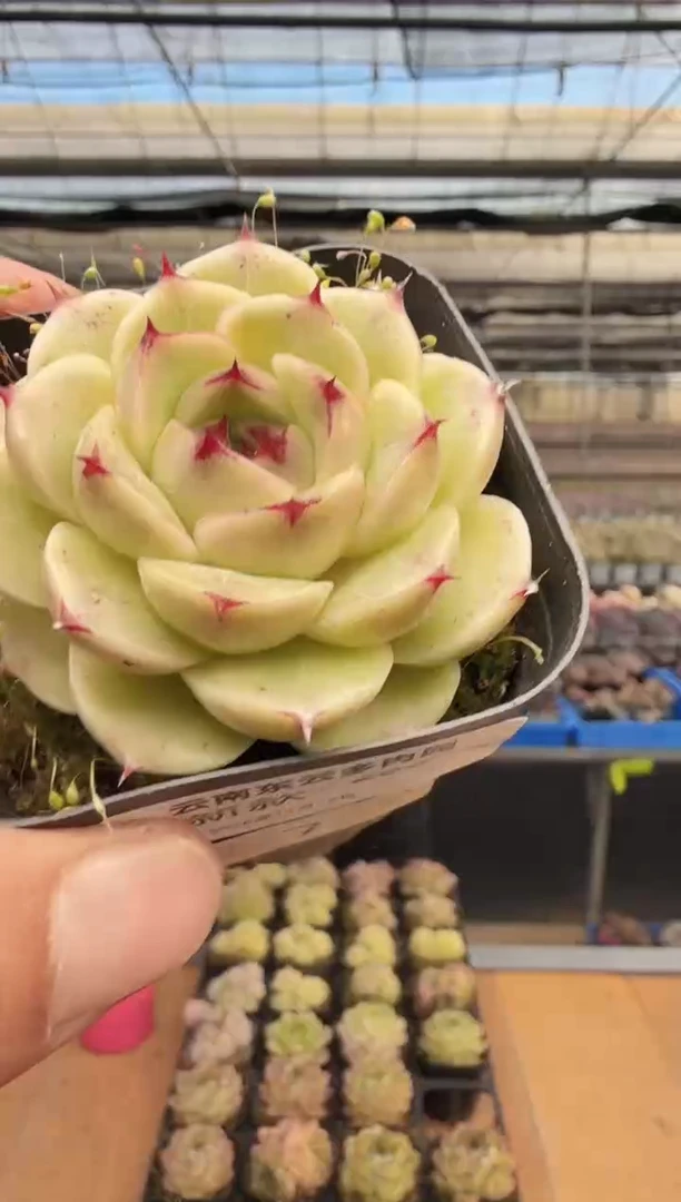 东云多肉园新款-266