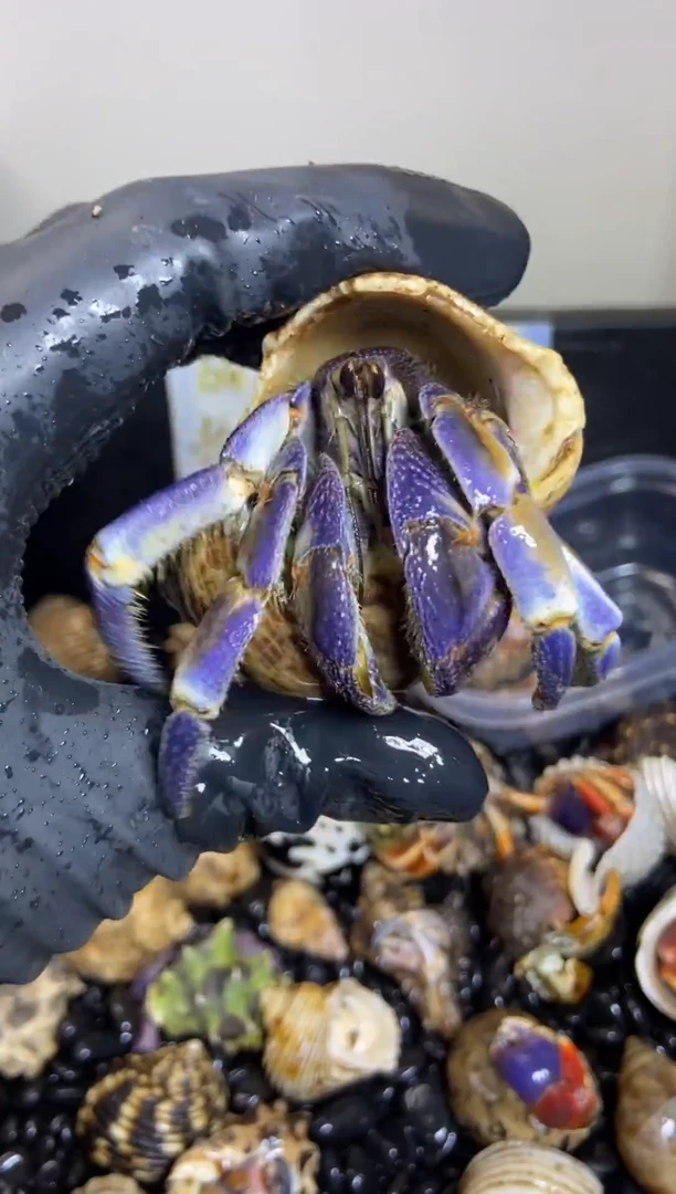 3.3口紫陆寄居蟹福利款