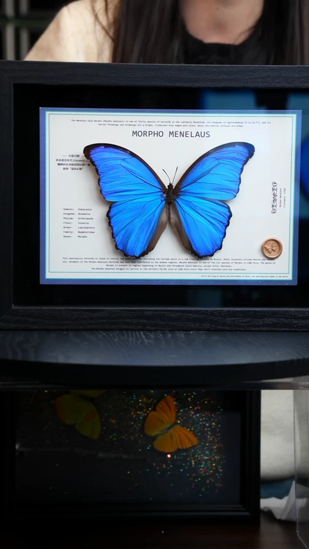 大蓝闪蝶新版本A4横版（带证书）