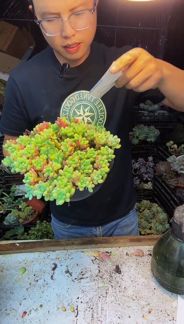 88号一物一拍默认微瑕不售后